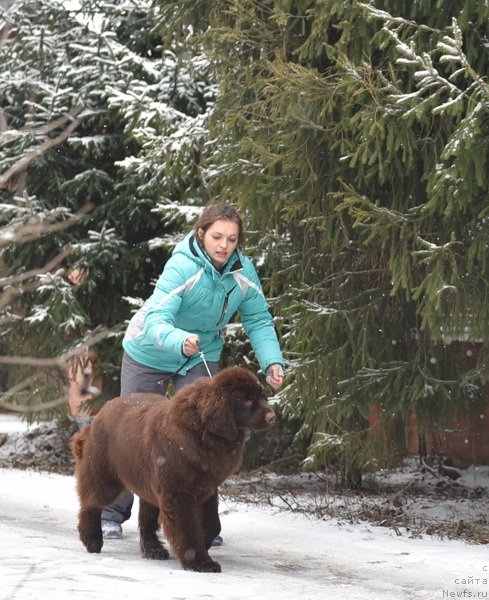 Фото: ньюфаундленд Plushevaya Panda Pandora (Плюшевая Панда Пандора)
