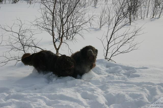 Фото: ньюфаундленд Zolushka Hrustal'naya Tufel'ka (Золушка Хрустальная Туфелька), ньюфаундленд Zorran Snejnyiy Podarok (Зорран Снежный Подарок)