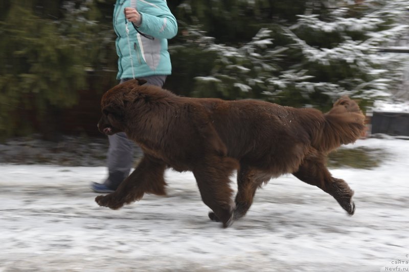 Фото: ньюфаундленд Plushevaya Panda Pandora (Плюшевая Панда Пандора)