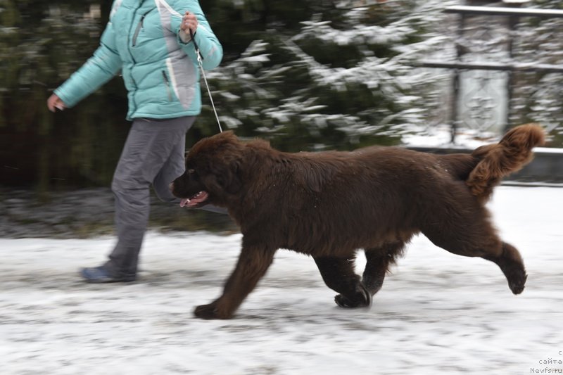 Фото: ньюфаундленд Plushevaya Panda Pandora (Плюшевая Панда Пандора)