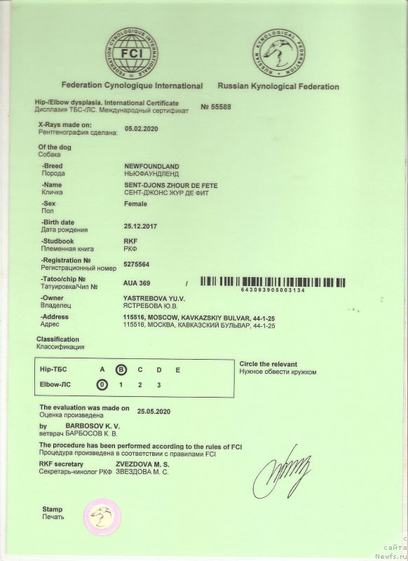 Фото: ньюфаундленд Sent Djons Zhour de Fete (Сент Джонс Жур Де Фит)