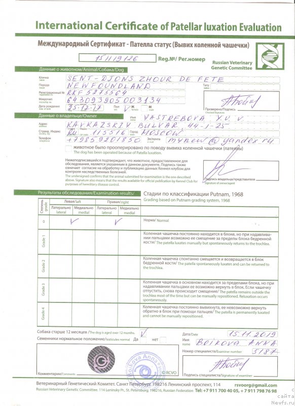 Фото: ньюфаундленд Sent Djons Zhour de Fete (Сент Джонс Жур Де Фит)