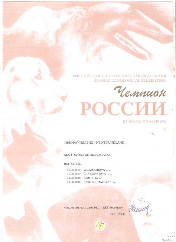 Фото: ньюфаундленд Sent Djons Zhour de Fete (Сент Джонс Жур Де Фит)