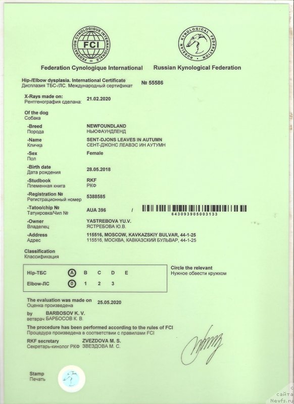 Фото: ньюфаундленд Sent Djons Leaves in Autumn (Сент Джонс Леавэс ин Аутумн)