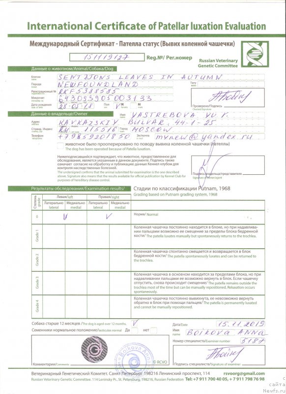 Фото: ньюфаундленд Sent Djons Leaves in Autumn (Сент Джонс Леавэс ин Аутумн)