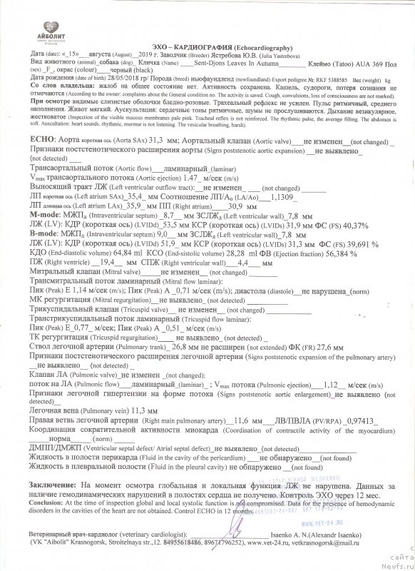 Фото: ньюфаундленд Sent Djons Leaves in Autumn (Сент Джонс Леавэс ин Аутумн)