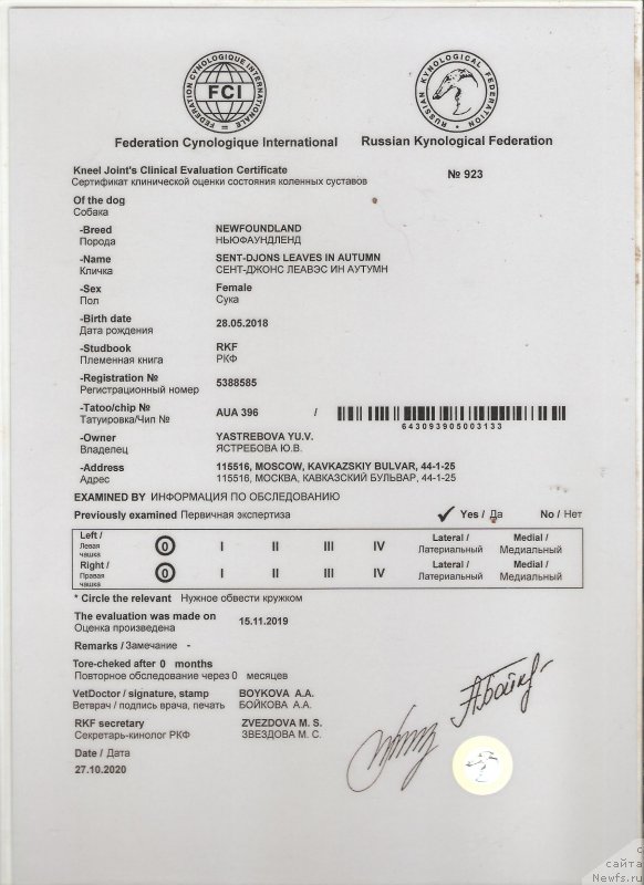 Фото: ньюфаундленд Sent Djons Leaves in Autumn (Сент Джонс Леавэс ин Аутумн)