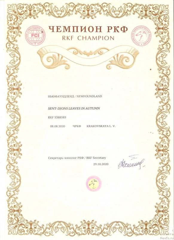 Фото: ньюфаундленд Sent Djons Leaves in Autumn (Сент Джонс Леавэс ин Аутумн)