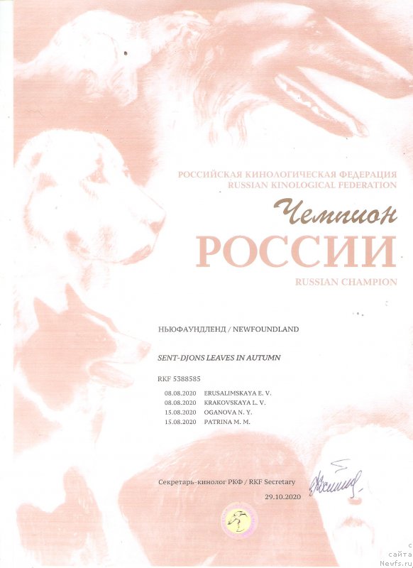 Фото: ньюфаундленд Sent Djons Leaves in Autumn (Сент Джонс Леавэс ин Аутумн)