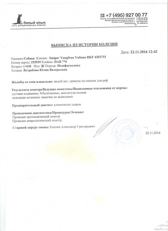 Фото: ньюфаундленд Smigar Yungfrau Yuliana (Смигар Юнгфрау Юлиана)