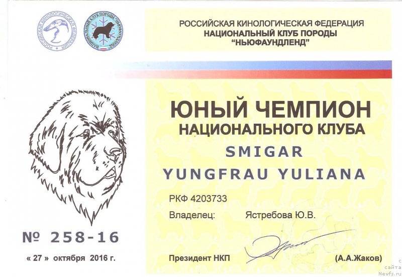 Фото: ньюфаундленд Smigar Yungfrau Yuliana (Смигар Юнгфрау Юлиана)