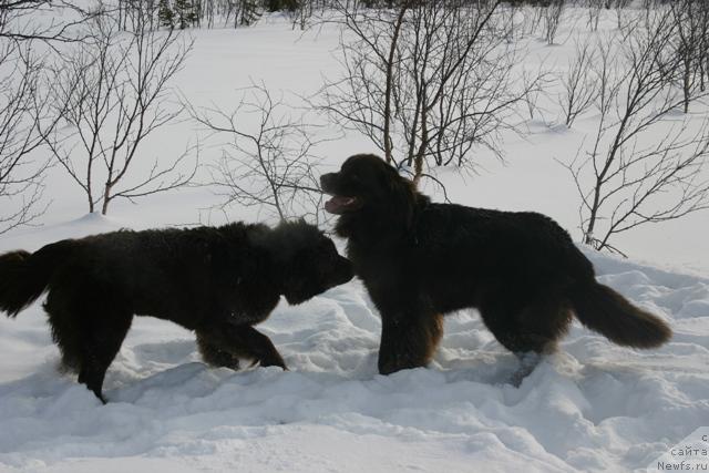 Фото: ньюфаундленд Zolushka Hrustal'naya Tufel'ka (Золушка Хрустальная Туфелька), ньюфаундленд Zorran Snejnyiy Podarok (Зорран Снежный Подарок)