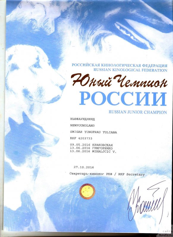 Фото: ньюфаундленд Smigar Yungfrau Yuliana (Смигар Юнгфрау Юлиана)