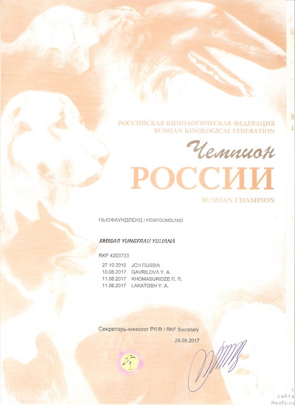 Фото: ньюфаундленд Smigar Yungfrau Yuliana (Смигар Юнгфрау Юлиана)