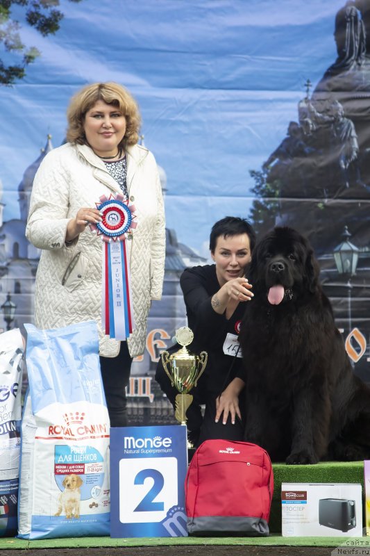 Фото: ньюфаундленд Allegro Winner Faraday (Аллегро Виннер Фарадей), Aleksandra Vasina (Александра Васина)