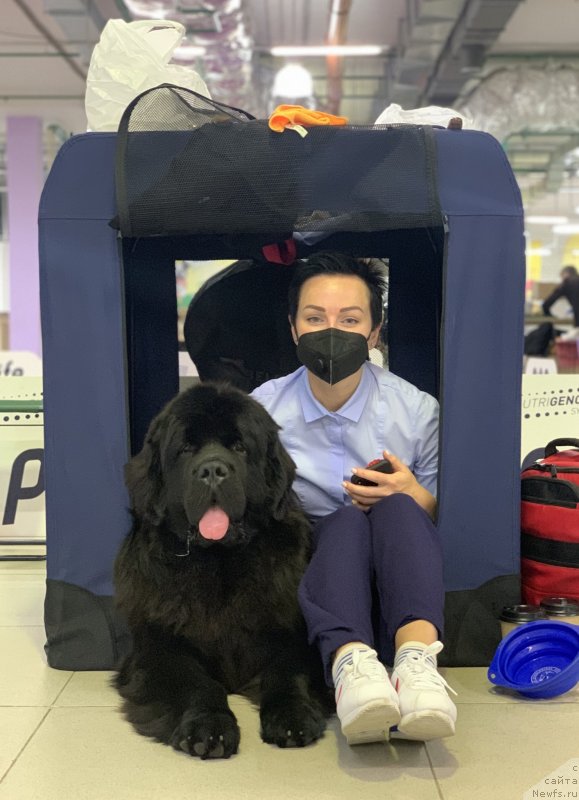 Фото: ньюфаундленд Allegro Winner Faraday (Аллегро Виннер Фарадей), Aleksandra Vasina (Александра Васина)