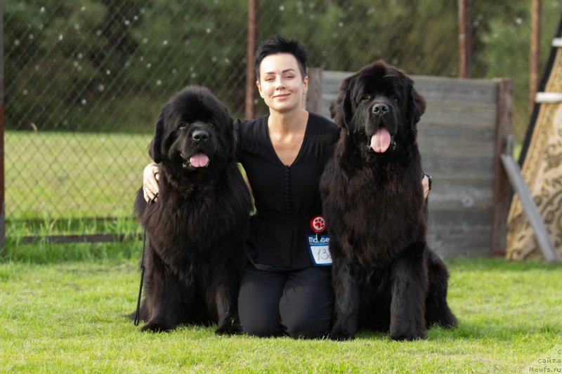 Фото: ньюфаундленд Allegro Winner Faraday (Аллегро Виннер Фарадей), ньюфаундленд Brownblood MSK Lavy Neman (Браунблад MCК Лави Нэман), Aleksandra Vasina (Александра Васина)