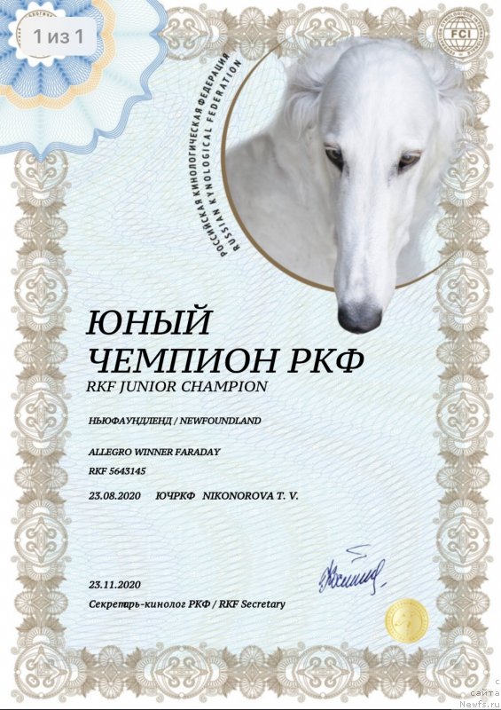 Фото: ньюфаундленд Allegro Winner Faraday (Аллегро Виннер Фарадей)