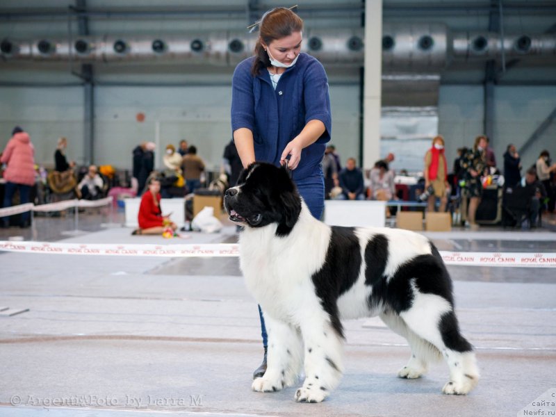 Фото: ньюфаундленд Oukaya Forever Noix-de-Coco