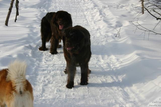 Фото: ньюфаундленд Zolushka Hrustal'naya Tufel'ka (Золушка Хрустальная Туфелька), ньюфаундленд Zorran Snejnyiy Podarok (Зорран Снежный Подарок)