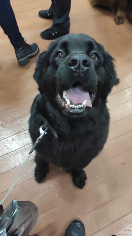 Фото: ньюфаундленд YAnita Beskonechnaya Lyubov' (Янита Бесконечная Любовь)