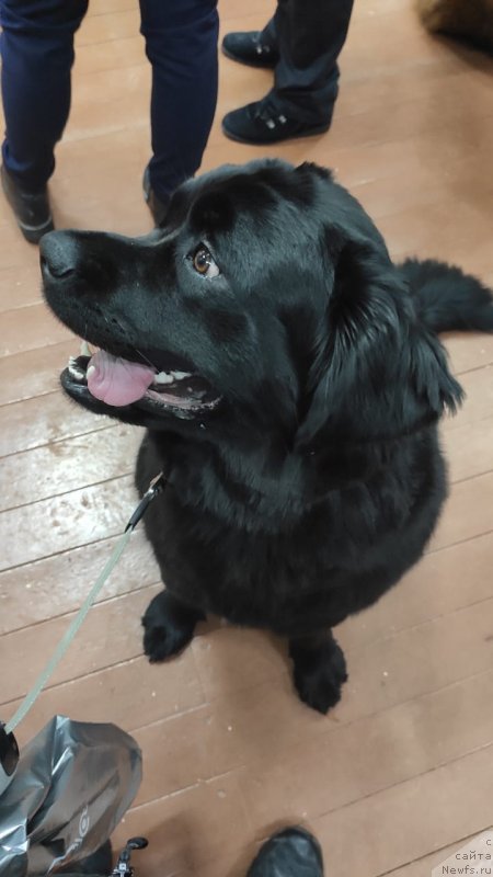 Фото: ньюфаундленд YAnita Beskonechnaya Lyubov' (Янита Бесконечная Любовь)