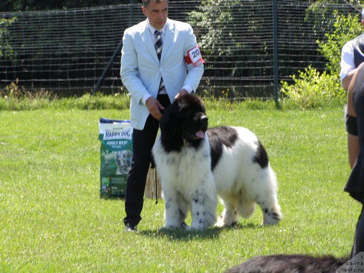 Фото: ньюфаундленд Cesar de l'Arche des Pierres Dorees