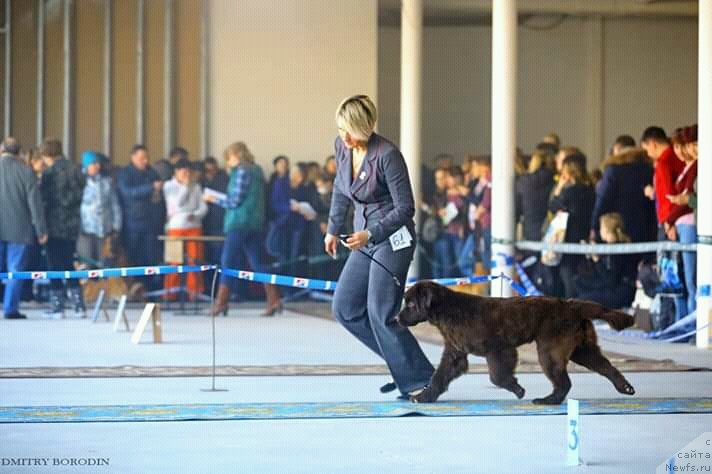 Фото: ньюфаундленд Njufort Perseya (Ньюфорт Персея)