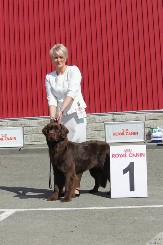 Фото: ньюфаундленд Njufort Perseya (Ньюфорт Персея)