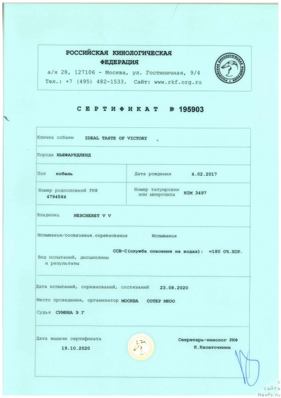 Фото: ньюфаундленд Ideal Taste of Victory (Идеал Тейст оф Виктори)