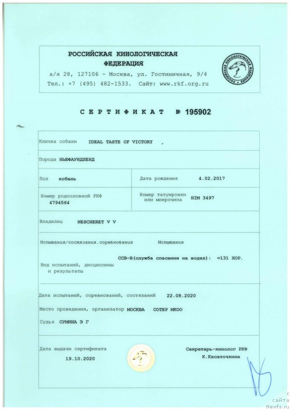 Фото: ньюфаундленд Ideal Taste of Victory (Идеал Тейст оф Виктори)