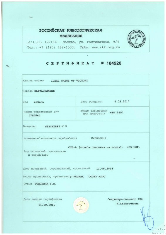 Фото: ньюфаундленд Ideal Taste of Victory (Идеал Тейст оф Виктори)