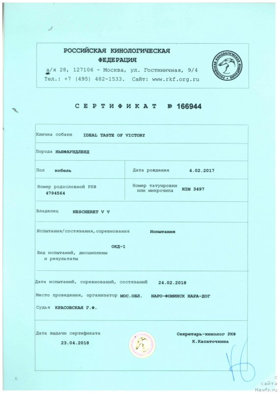 Фото: ньюфаундленд Ideal Taste of Victory (Идеал Тейст оф Виктори)