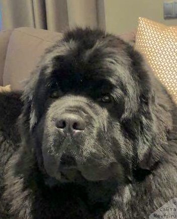 Фото: ньюфаундленд Allegro Winner Forward (Аллегро Виннер Форвард)