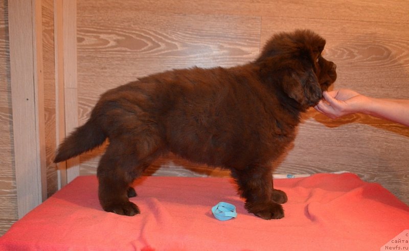 Фото: Хит Шелико Империал Супер Премиум