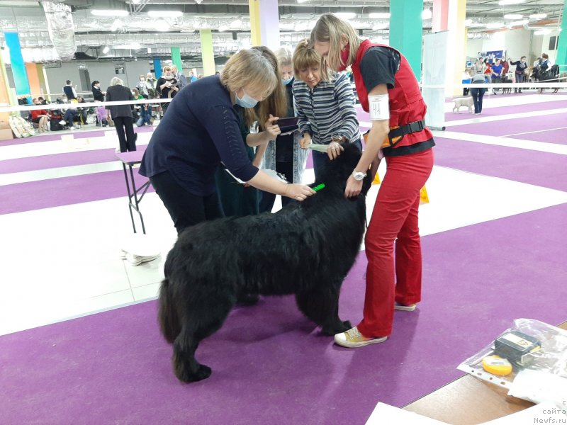 Фото: ньюфаундленд Richchi s Berega Dona (Риччи с Берега Дона)