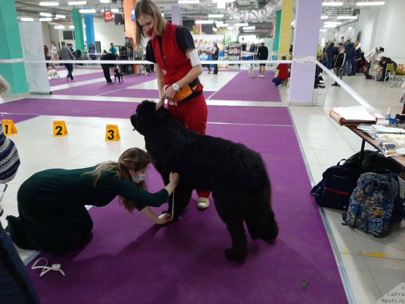 Фото: ньюфаундленд Richchi s Berega Dona (Риччи с Берега Дона)