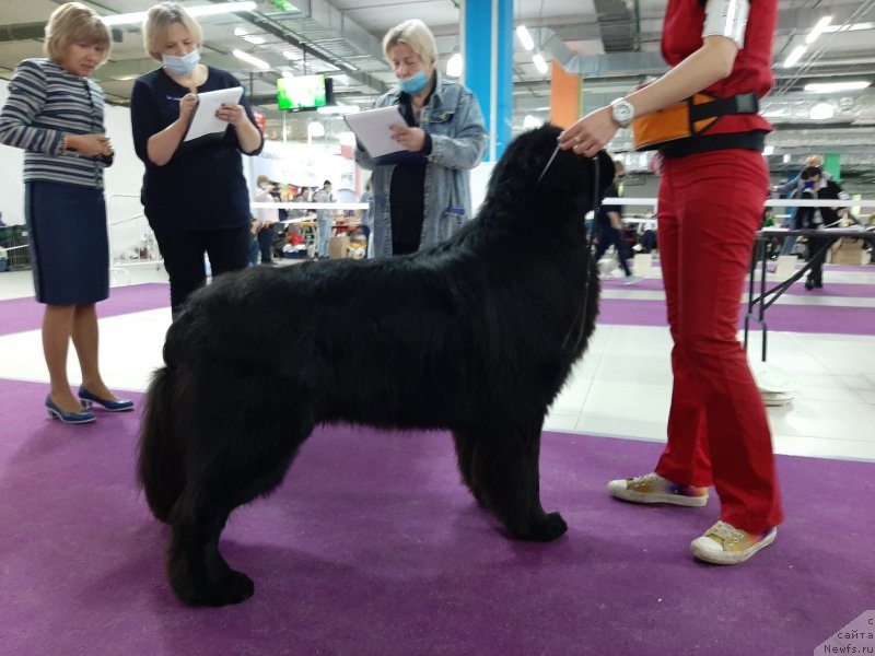 Фото: ньюфаундленд Richchi s Berega Dona (Риччи с Берега Дона)