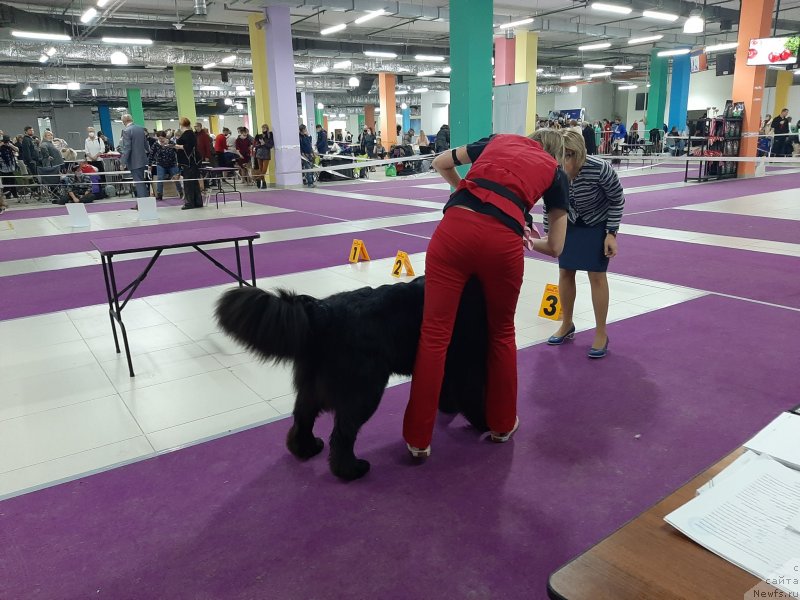 Фото: ньюфаундленд Richchi s Berega Dona (Риччи с Берега Дона)