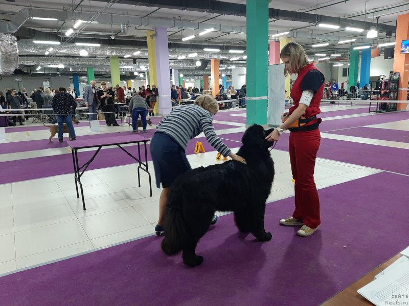 Фото: ньюфаундленд Richchi s Berega Dona (Риччи с Берега Дона)