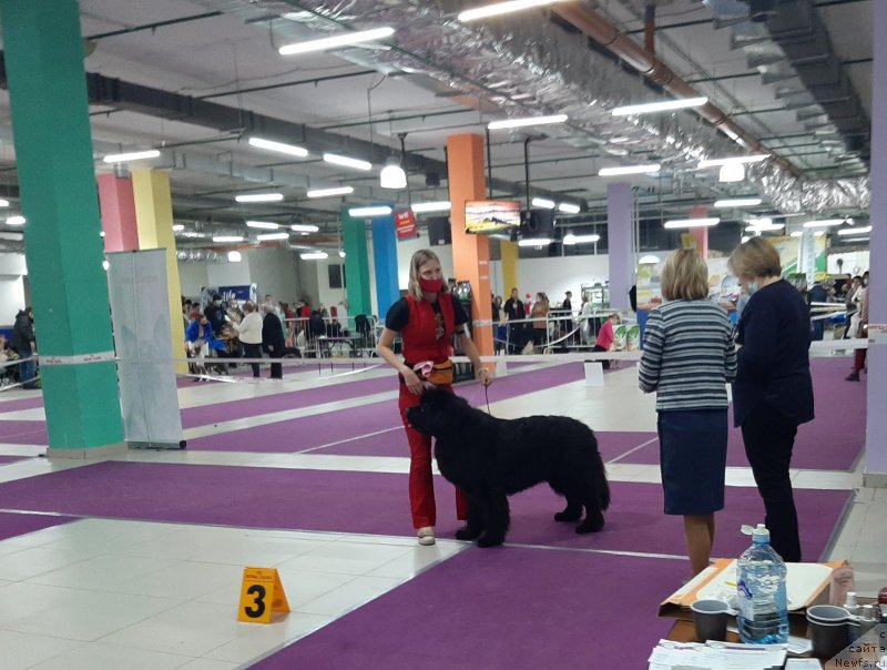 Фото: ньюфаундленд Richchi s Berega Dona (Риччи с Берега Дона)