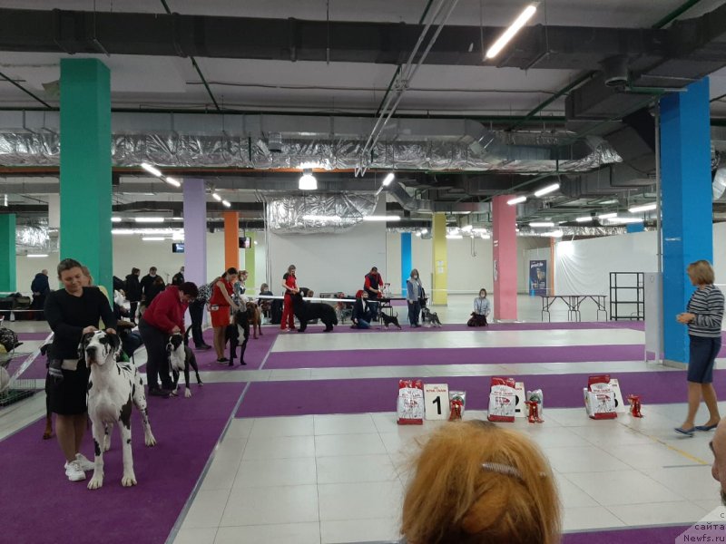 Фото: ньюфаундленд Richchi s Berega Dona (Риччи с Берега Дона)