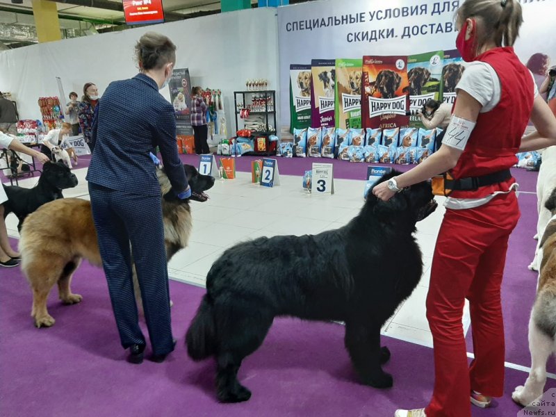 Фото: ньюфаундленд Richchi s Berega Dona (Риччи с Берега Дона)