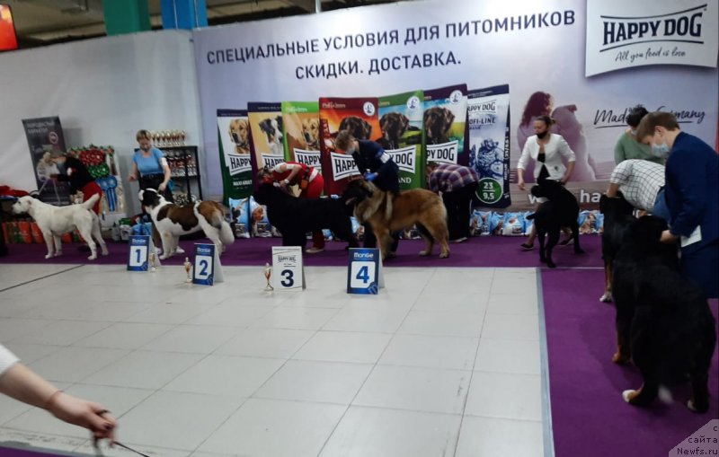 Фото: ньюфаундленд Richchi s Berega Dona (Риччи с Берега Дона)