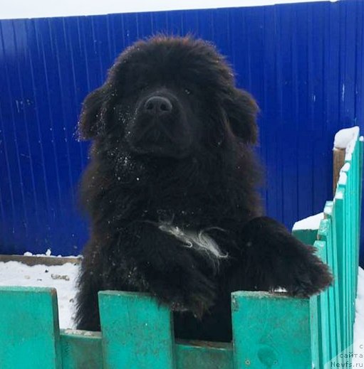 Фото: ньюфаундленд May Frend N'yufi Komandor Kruzo (Май Френд Ньюфи Командор Крузо)