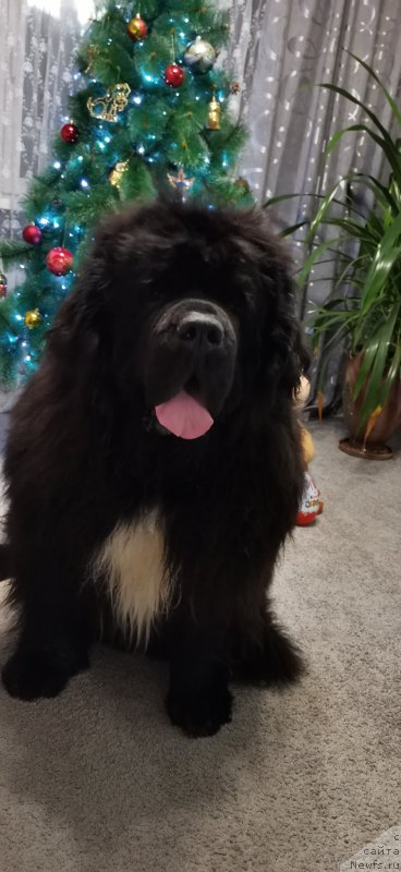 Фото: ньюфаундленд Dark Pride Van Gogh (Дак Прайд Ван Гог)