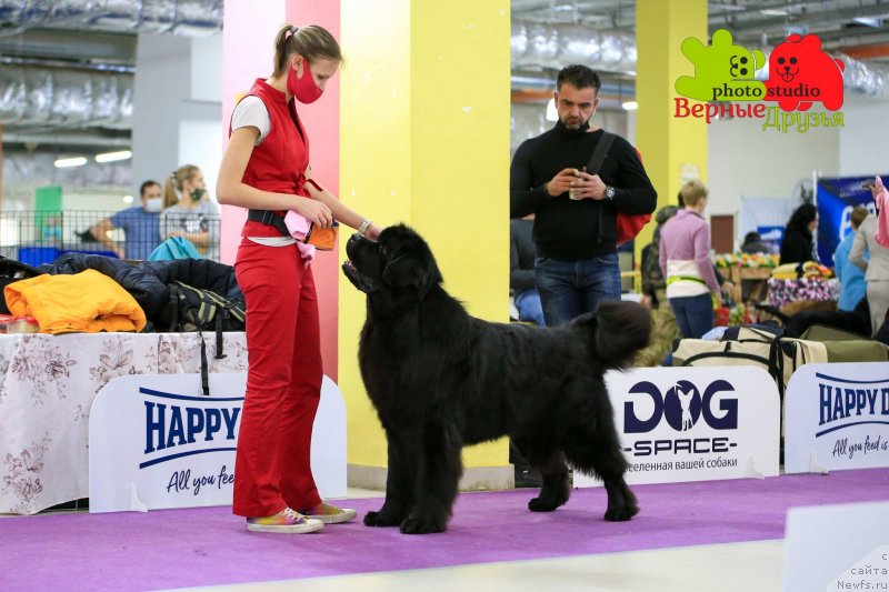 Фото: ньюфаундленд Richchi s Berega Dona (Риччи с Берега Дона)