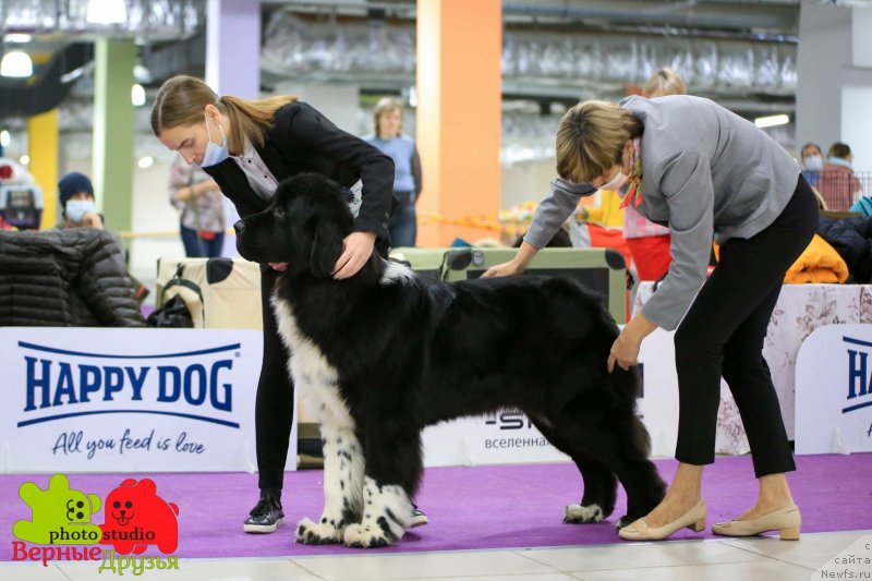 Фото: ньюфаундленд Annillat'zi First Amo Solo Te Mia