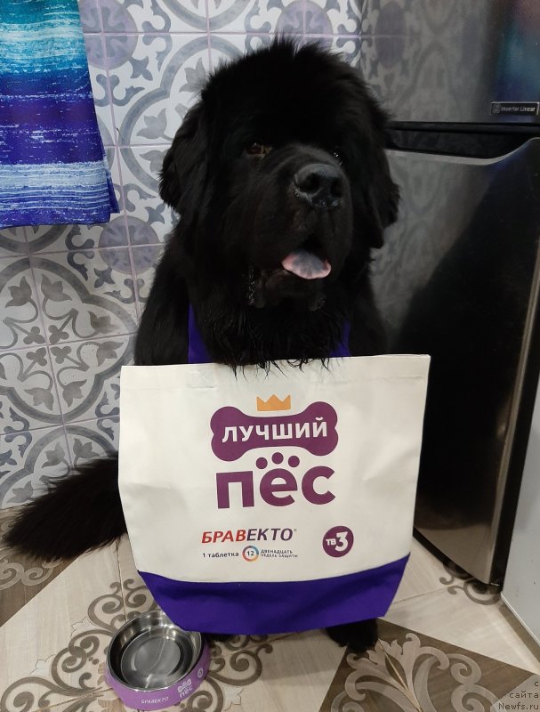 Фотография № 248142