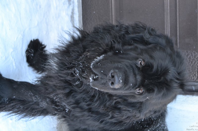 Фото: ньюфаундленд Pervvy Paren iz Tihogo Omuta (Первый Парень из Тихого Омута)